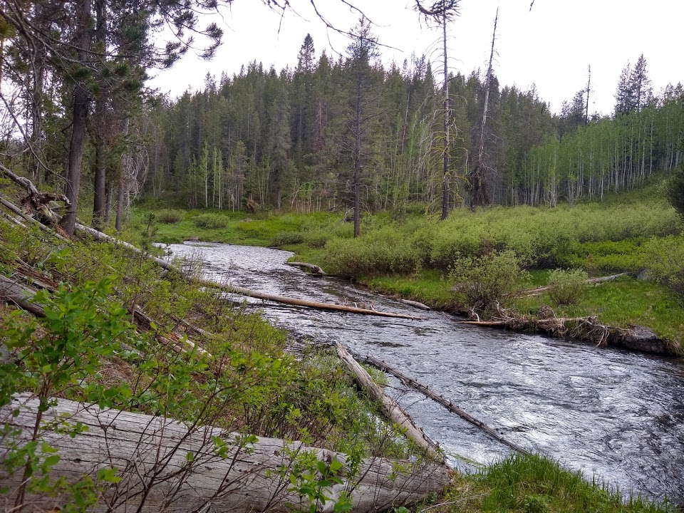 Brook trout stream in Eastern Idaho