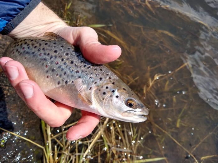 brown trout identification