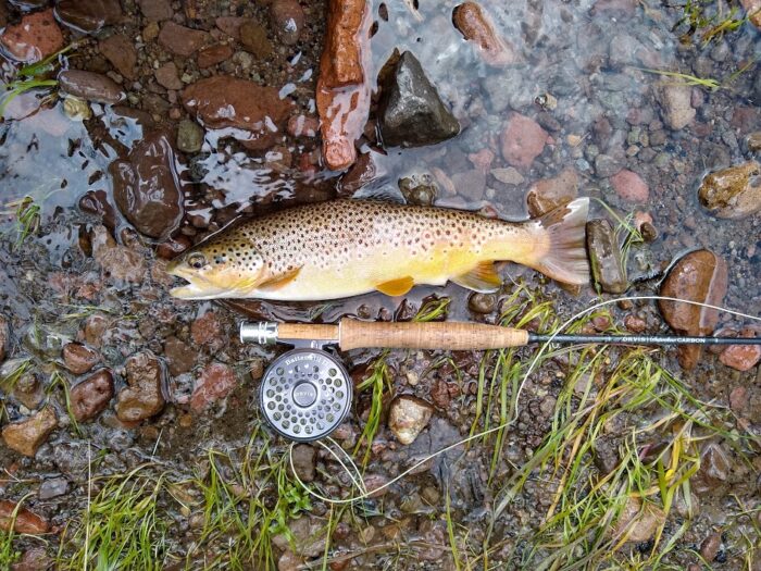 brown trout identification