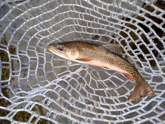 winter brook trout