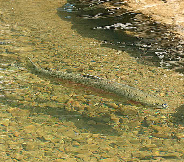 fishing line for steelhead