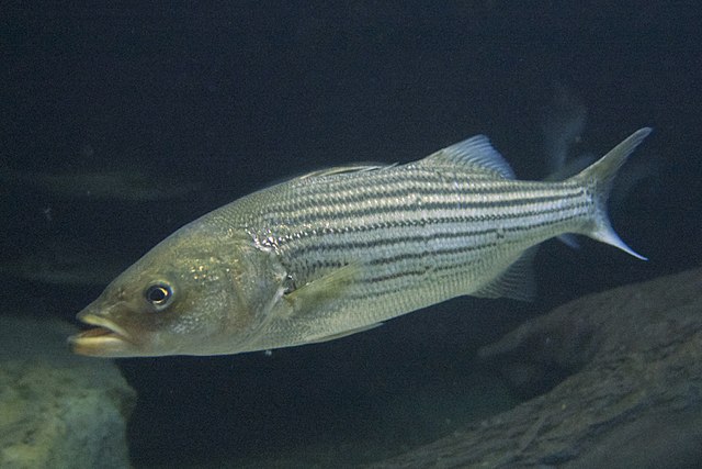 striped bass fishing line