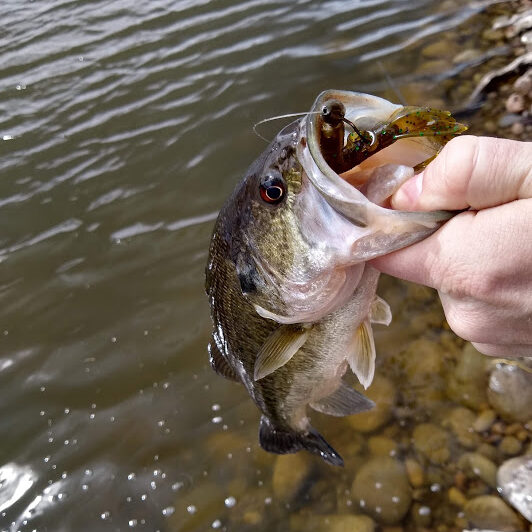 It can be difficult to detect a bite vs a snag when finesse fishing for bass with jigs, soft plastics and worms.